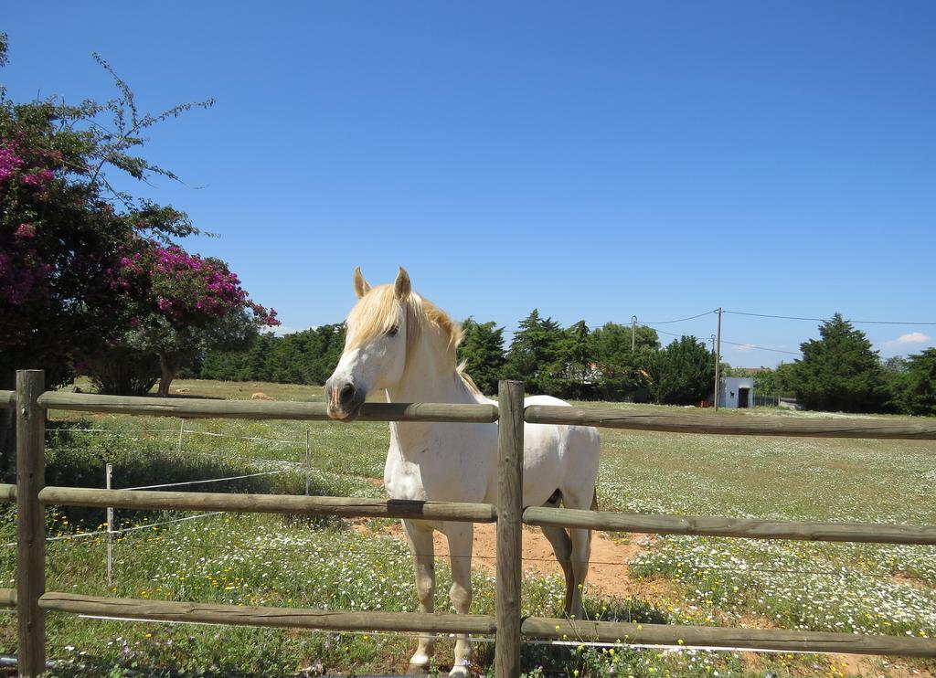 Quinta Dos Cavalos Hotel Silves Eksteriør billede